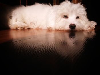 Close-up portrait of dog lying on floor