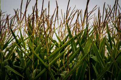 Close-up of crops growing on field against sky