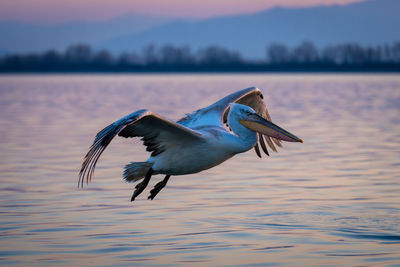 Close-up of bird flying over lake