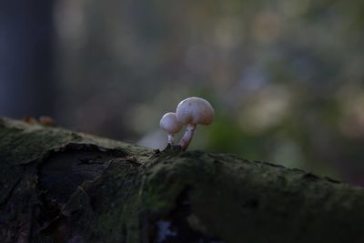 Close-up of mushrooms against blurred background