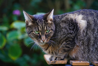 Close-up portrait of tabby cat