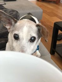 Close-up portrait of a dog