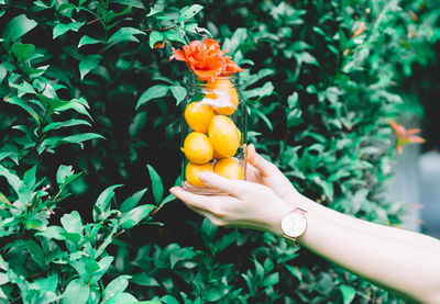 Close-up of hand holding fruit