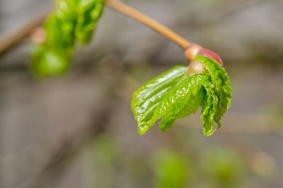 Close-up of wet leaf