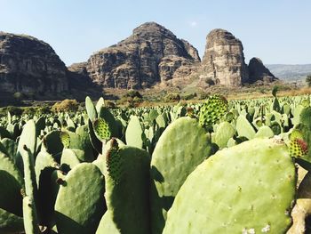 Cactus plants growing on field by rocky mountains against sky