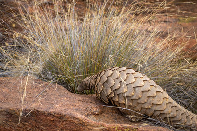 Close-up of pine cone on field