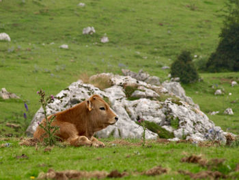 Cows in a field