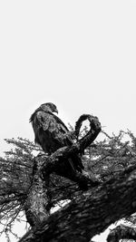 Low angle view of eagle perching on tree against clear sky