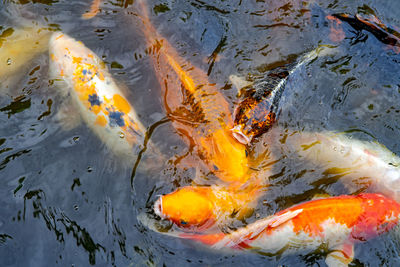 A closeup shot of colourful koi fish in the pond.