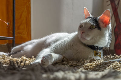 Close-up of cat relaxing at home