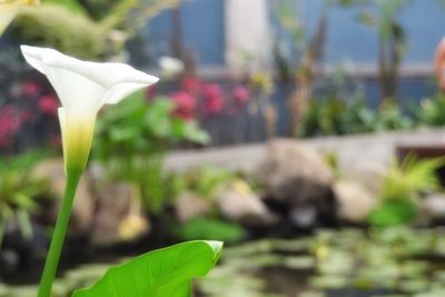 Close-up of flower against blurred background