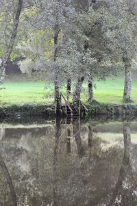 Scenic view of lake in forest