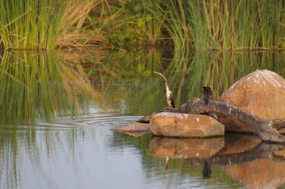 Close-up of duck swimming in lake