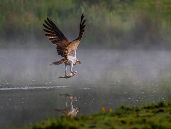 Bird flying over lake