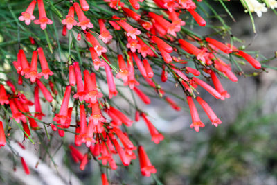 Close-up of red flowers growing on tree