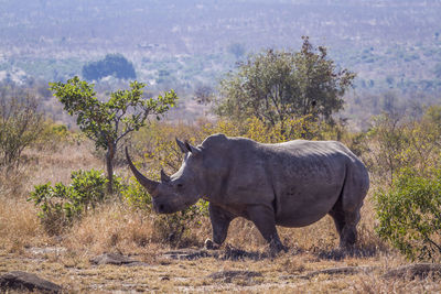 Side view of elephant walking on land