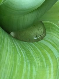 Full frame shot of green leaves