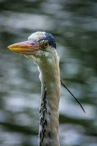 Close-up of bird