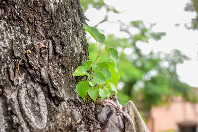 Close-up of leaf on tree trunk