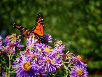 Close-up of butterfly pollinating on purple flower