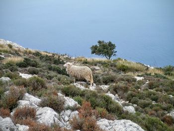 Sheep on mountain by sea