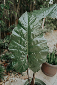 Close-up of green leaf