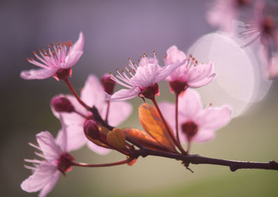 Close-up of pink flowering plant