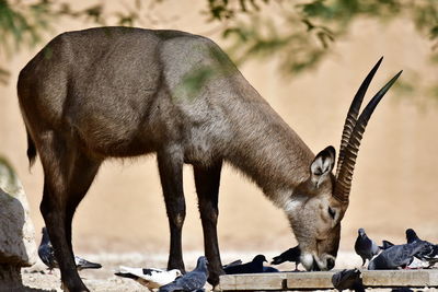 Common waterbuck