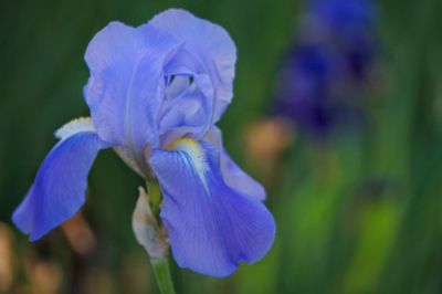 Close-up of purple flower