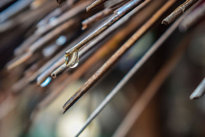 Close-up of water drop on wood