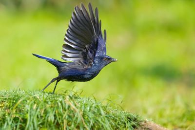 Close-up of a bird flying over a field