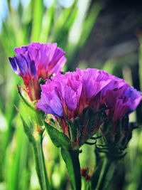 Close-up of purple flowers blooming outdoors