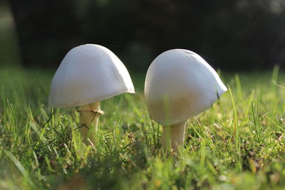 Close-up of mushroom growing on field