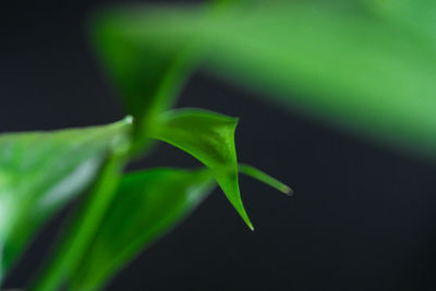 Close-up of green plant against black background