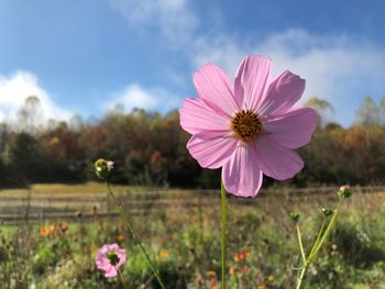 Close-up of pink cosmos flowers blooming against sky