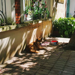 Cat sitting outside house