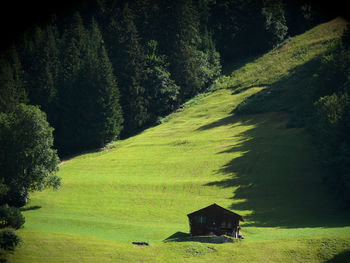 Scenic view of trees on field