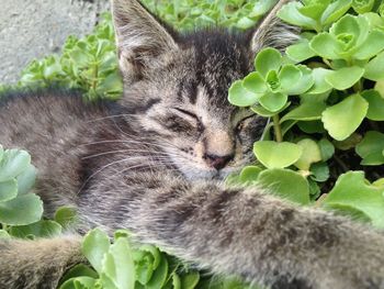 Close-up of a cat