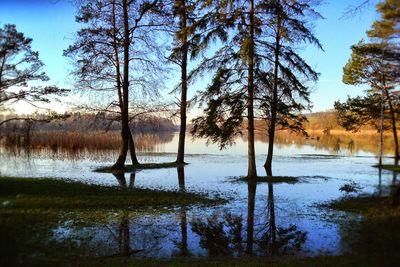 Reflection of trees in lake