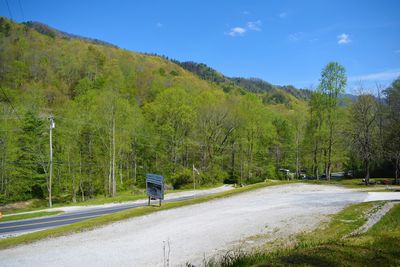 Rear view of people on road by trees against sky