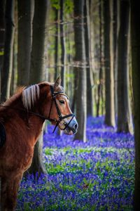 Side view of a brown horse 