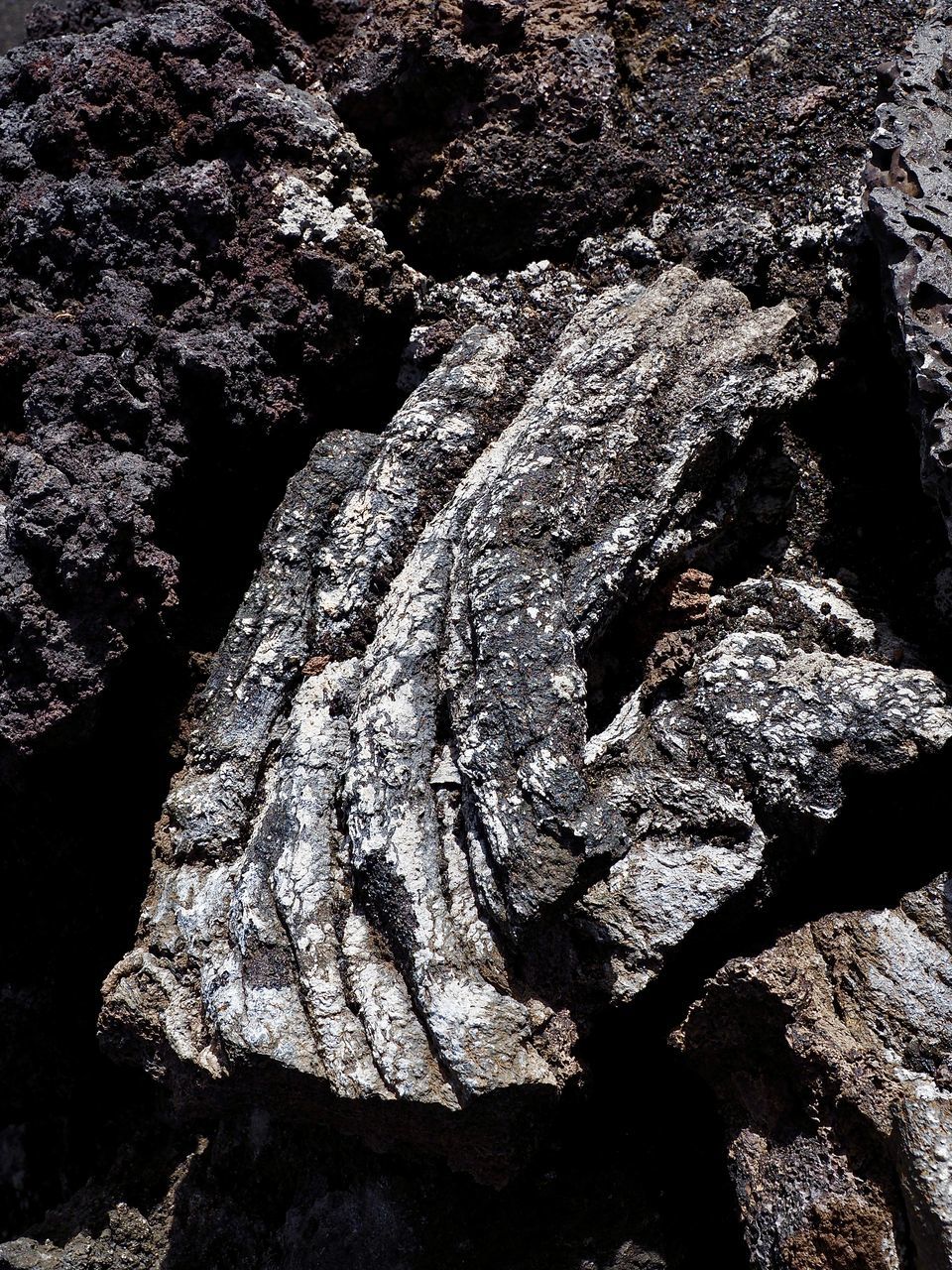rock, soil, nature, no people, tree, geology, textured, outdoors, close-up, full frame, ancient, reptile, day, history, animal, animal themes, land, backgrounds