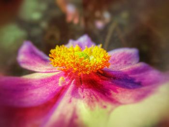 Close-up of pink flower