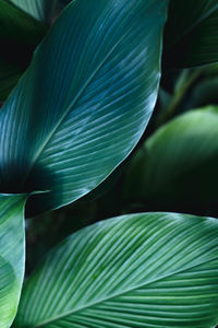 Close-up of green leaves