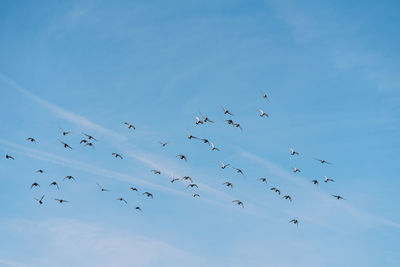 Low angle view of birds flying in sky