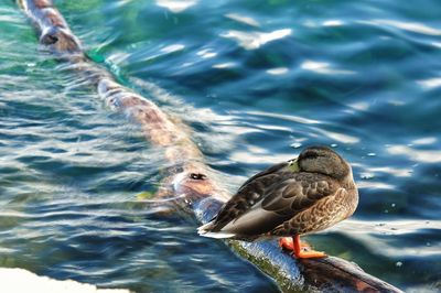 High angle view of duck swimming on lake