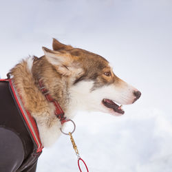 Beautiful alaska husky dogs waiting for a sled dog race to start. cute portrait.