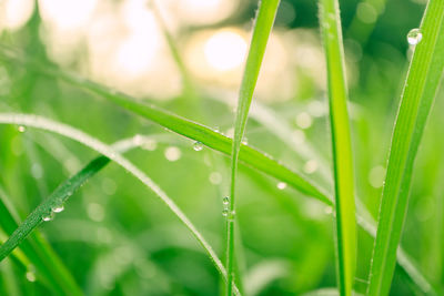 Close-up of wet grass during rainy season