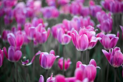 Close-up of pink tulips