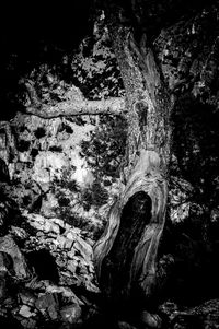 Close-up of tree trunk in cave